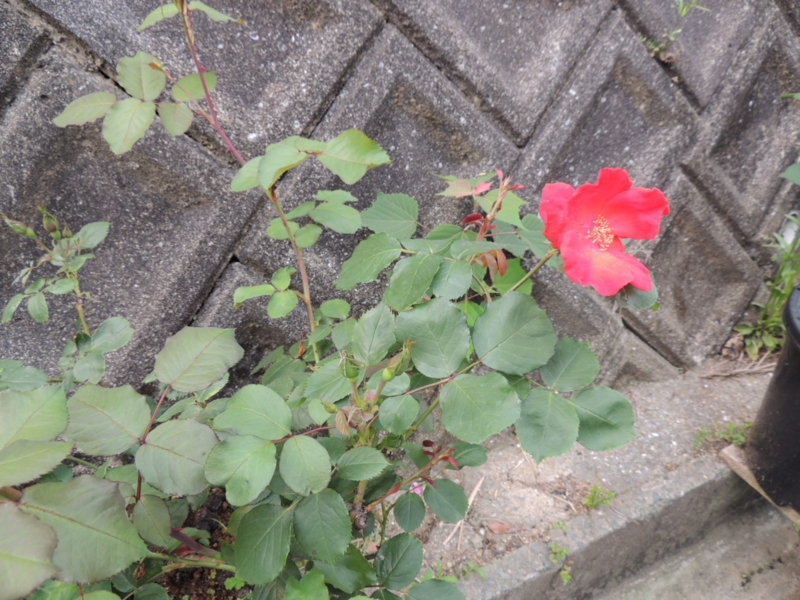 f:id:rotling:20120517085707j:image