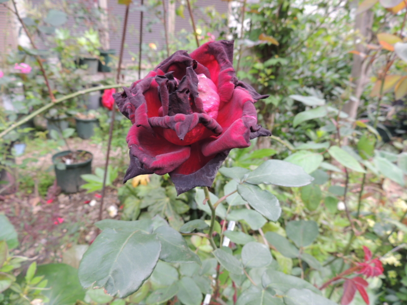f:id:rotling:20120517085720j:image