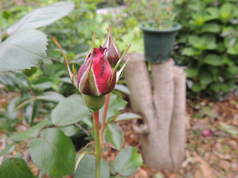 f:id:rotling:20120517111330j:image