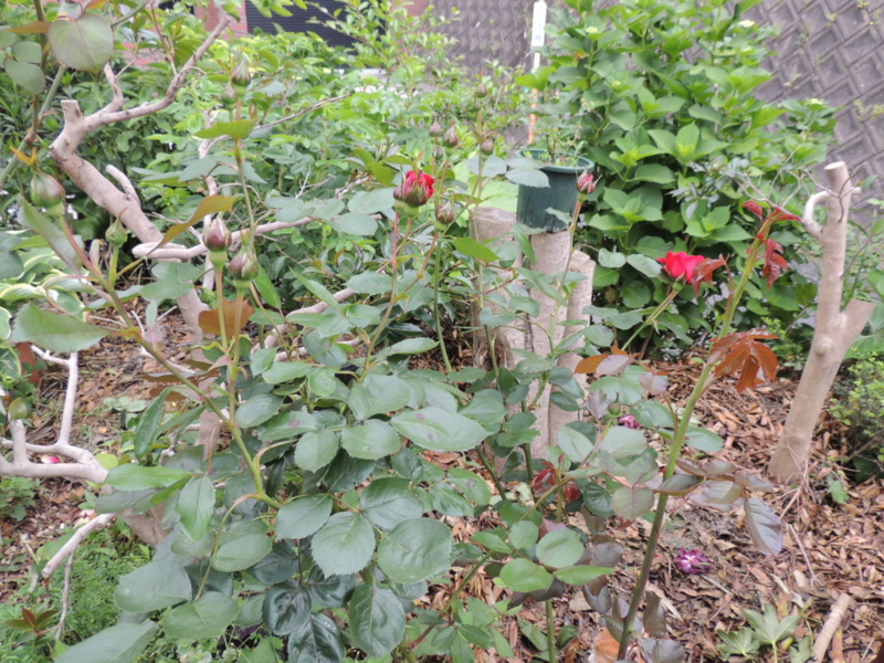 f:id:rotling:20120517111337j:image