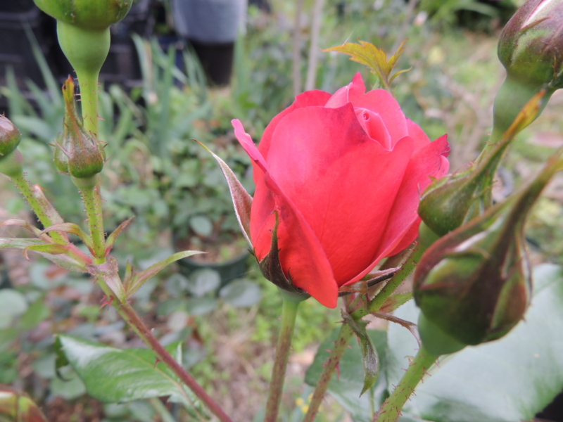 f:id:rotling:20120517111426j:image