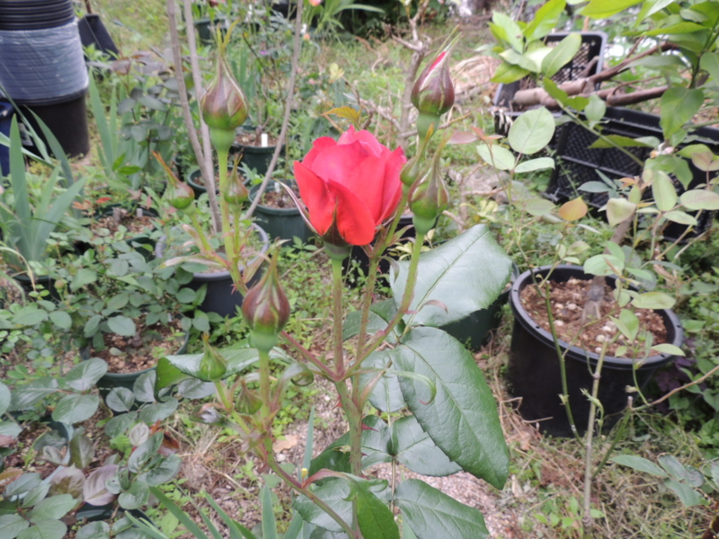 f:id:rotling:20120517111430j:image