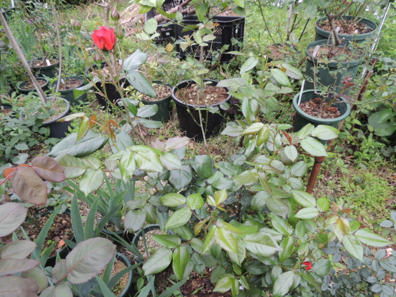 f:id:rotling:20120517111435j:image