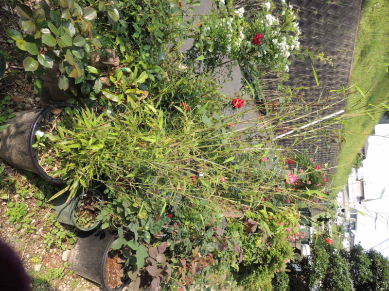 f:id:rotling:20120518082715j:image