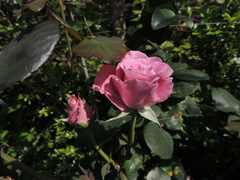 f:id:rotling:20120522092830j:image