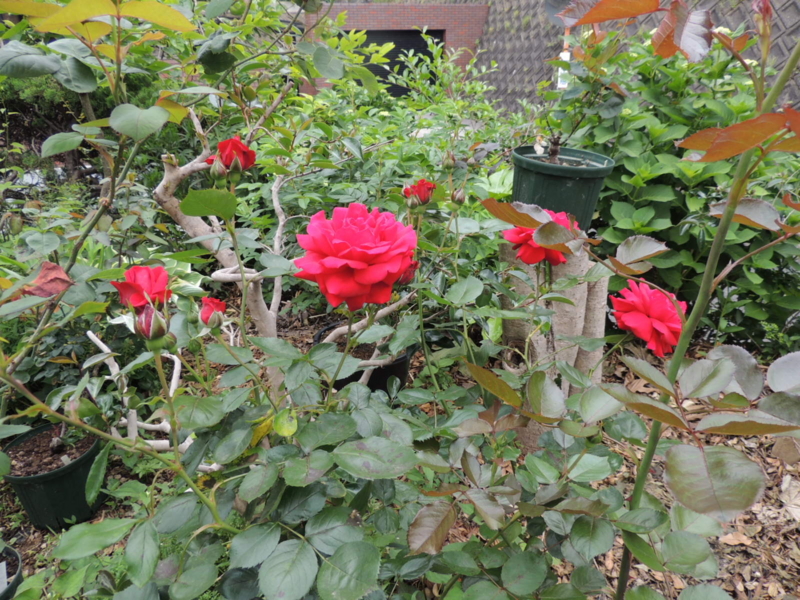 f:id:rotling:20120523110118j:image