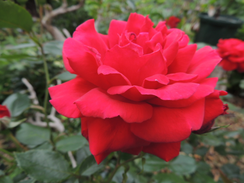 f:id:rotling:20120523110121j:image