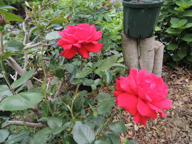 f:id:rotling:20120523110125j:image