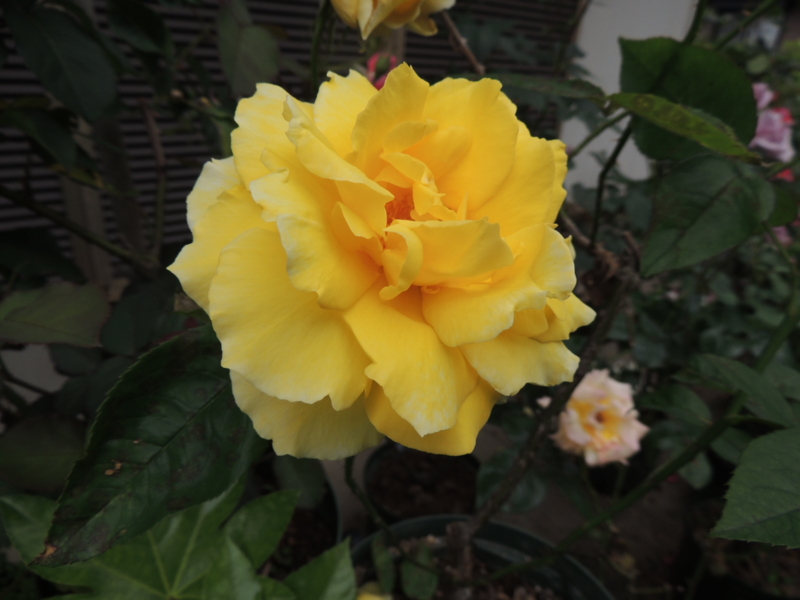 f:id:rotling:20120523110248j:image