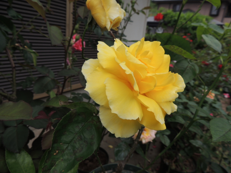 f:id:rotling:20120523110252j:image