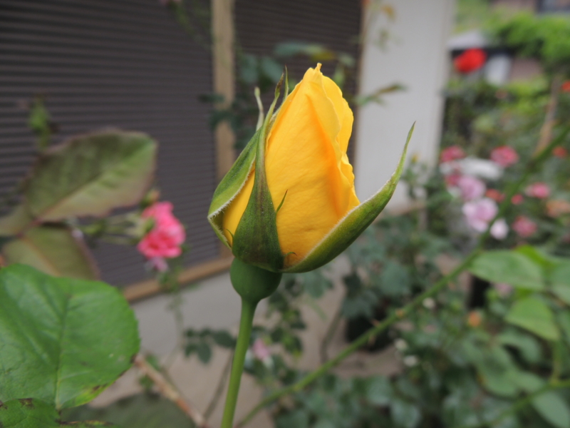 f:id:rotling:20120523110255j:image