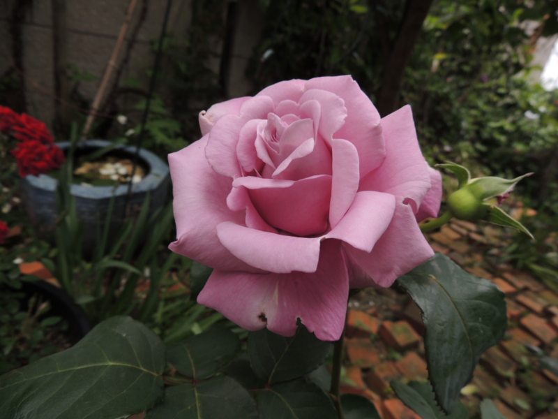 f:id:rotling:20120523113343j:image