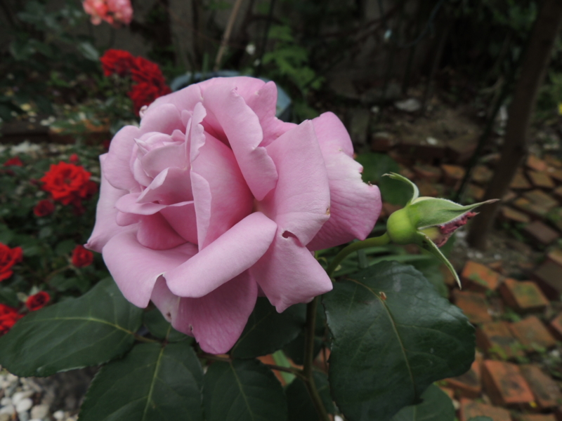 f:id:rotling:20120523113353j:image