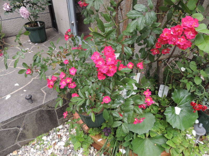 f:id:rotling:20120523113410j:image