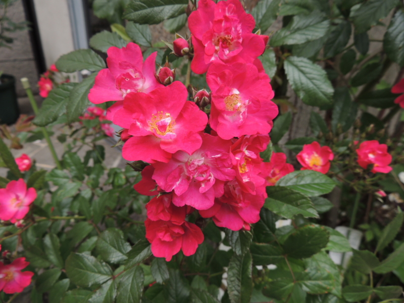 f:id:rotling:20120523113413j:image