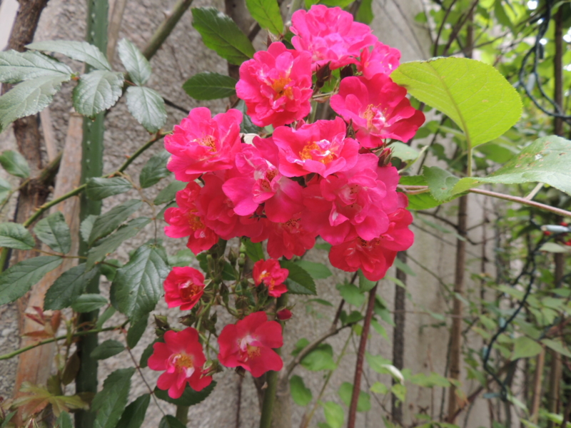 f:id:rotling:20120523113416j:image