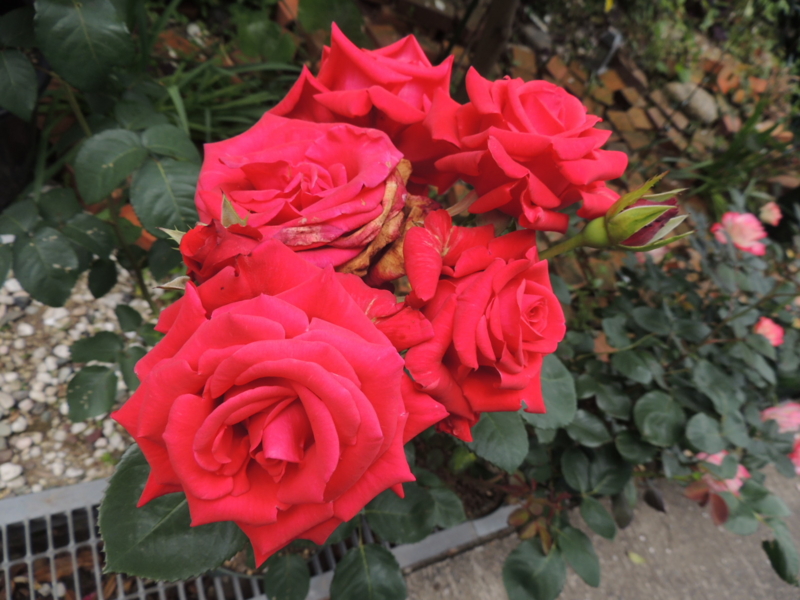 f:id:rotling:20120523113550j:image