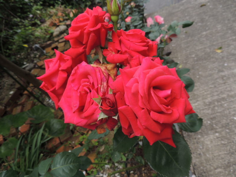 f:id:rotling:20120523113553j:image