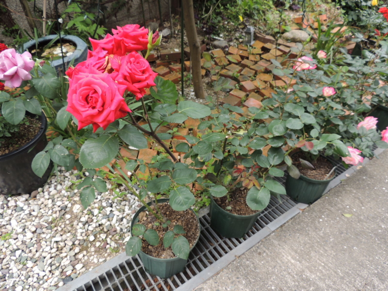 f:id:rotling:20120523113556j:image