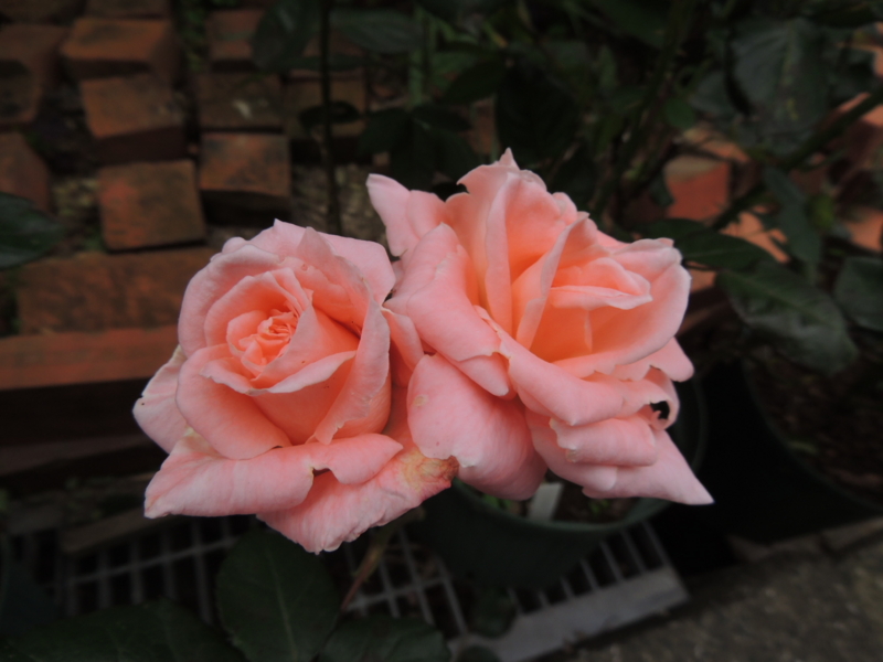 f:id:rotling:20120523113602j:image