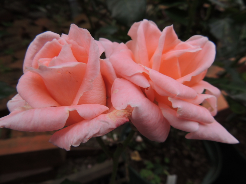 f:id:rotling:20120523113605j:image