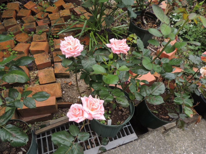f:id:rotling:20120523113608j:image