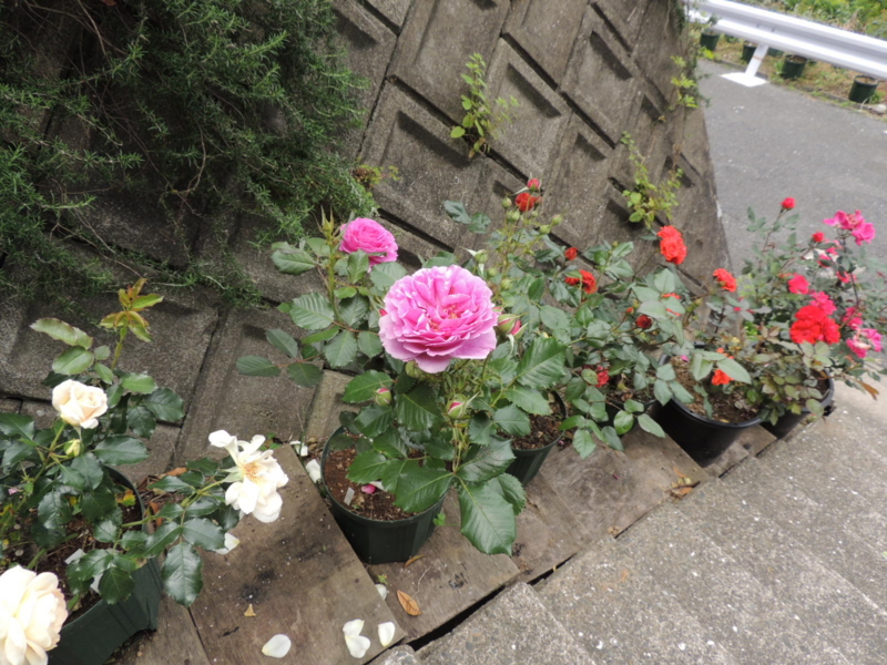 f:id:rotling:20120523113650j:image