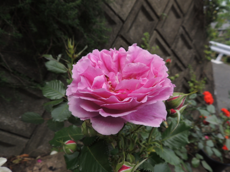 f:id:rotling:20120523113653j:image
