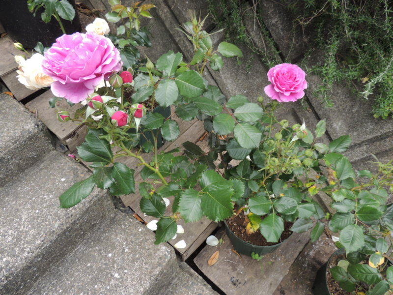 f:id:rotling:20120523113703j:image
