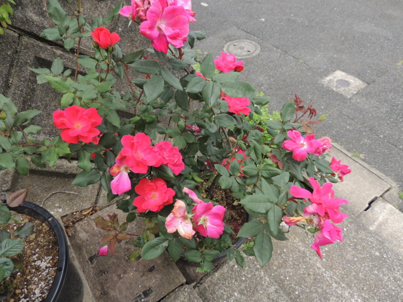 f:id:rotling:20120523113740j:image