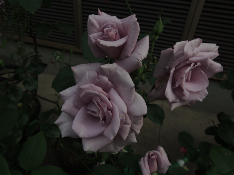 f:id:rotling:20120524075113j:image