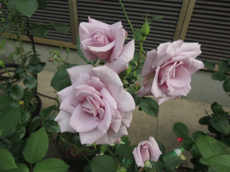 f:id:rotling:20120524075123j:image