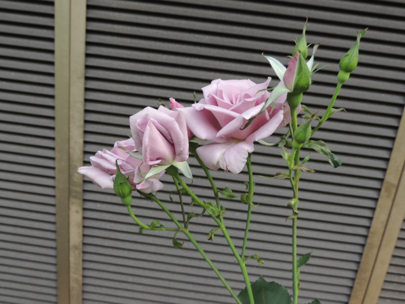 f:id:rotling:20120524075131j:image