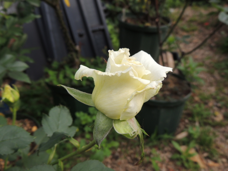 f:id:rotling:20120524075246j:image
