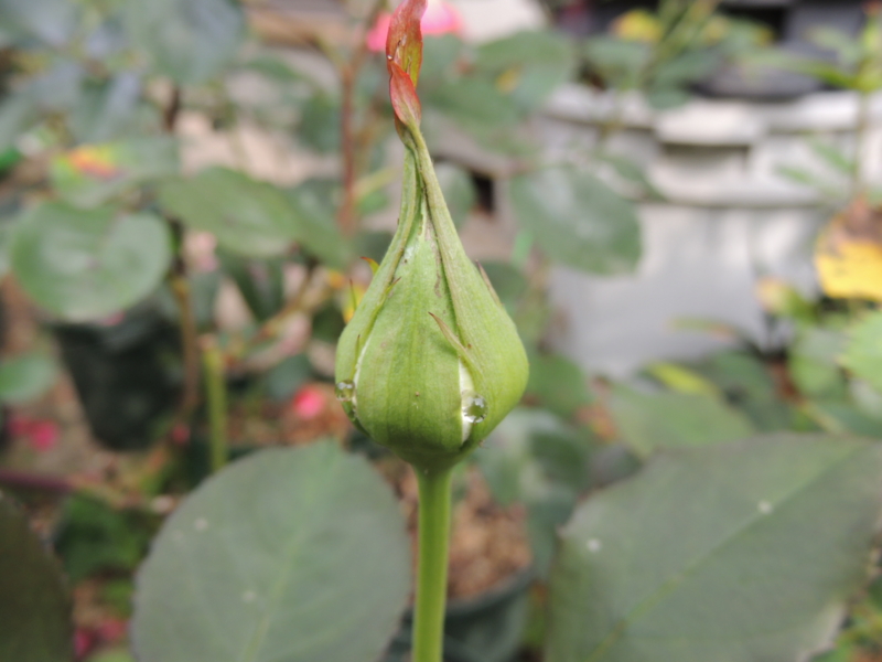 f:id:rotling:20120524075257j:image