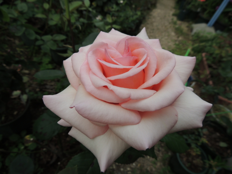 f:id:rotling:20120524075533j:image
