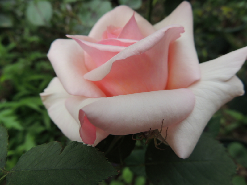 f:id:rotling:20120524075536j:image