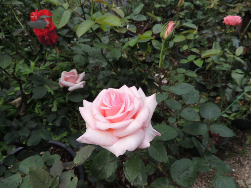f:id:rotling:20120524075544j:image