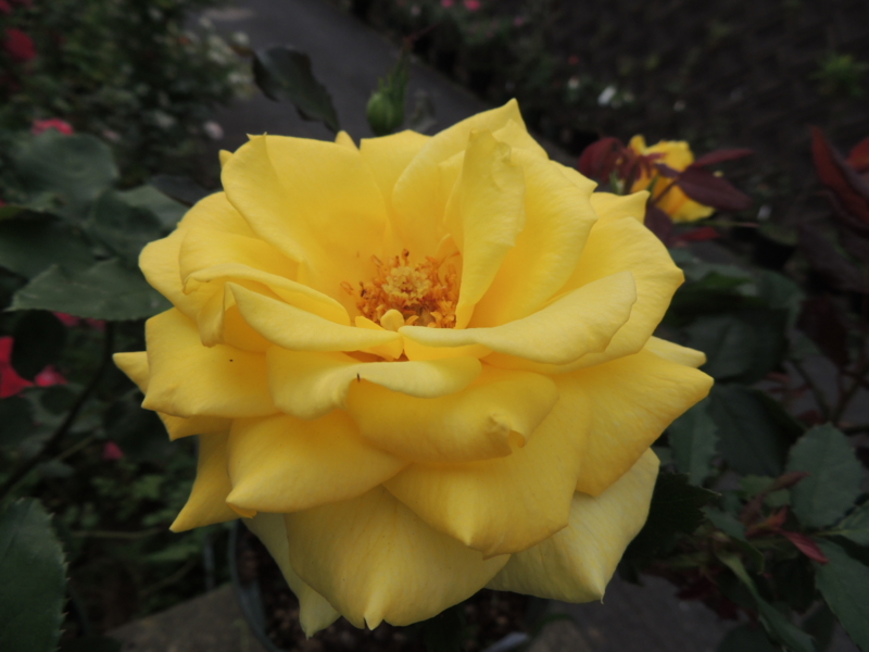 f:id:rotling:20120524075631j:image