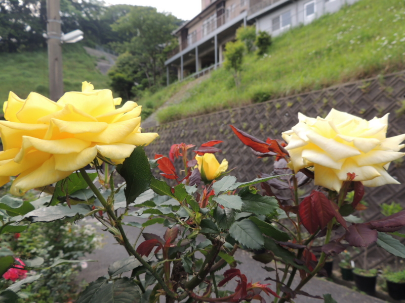 f:id:rotling:20120524075635j:image