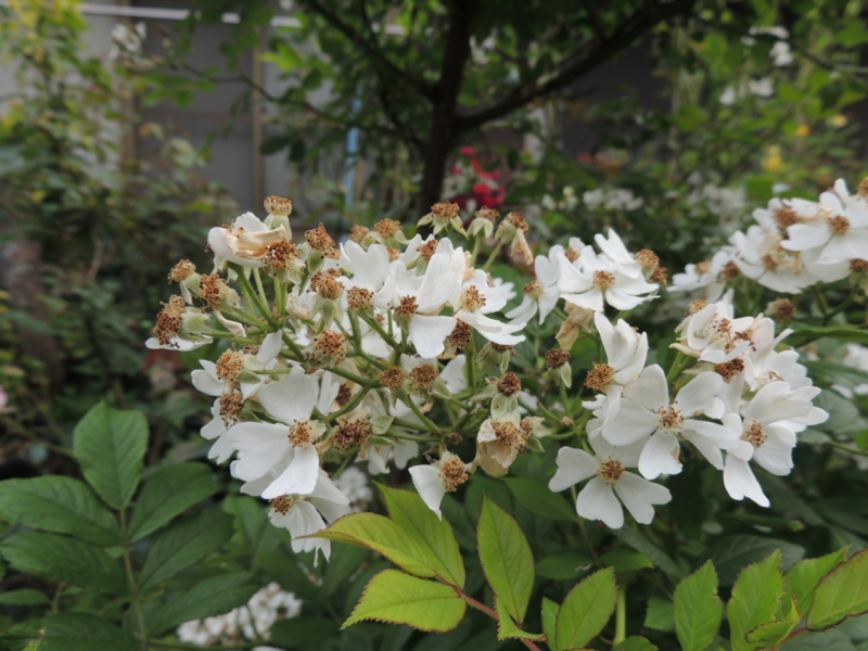f:id:rotling:20120524075842j:image