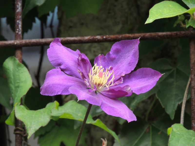 f:id:rotling:20120524103650j:image