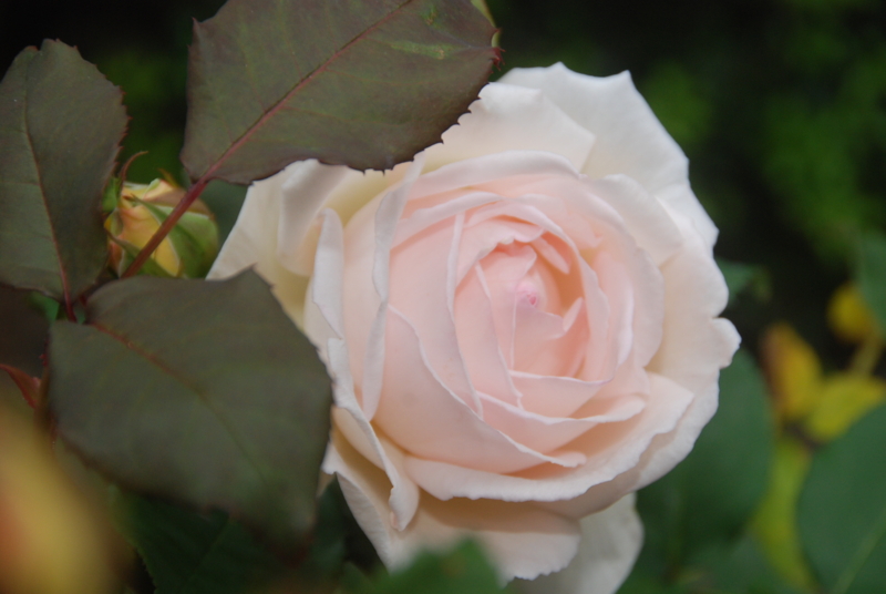 f:id:rotling:20120525113617j:image