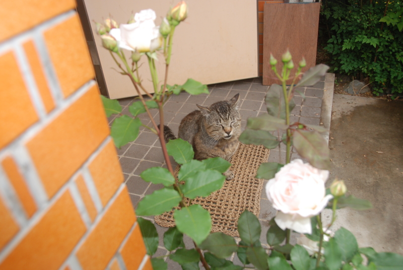 f:id:rotling:20120525113624j:image