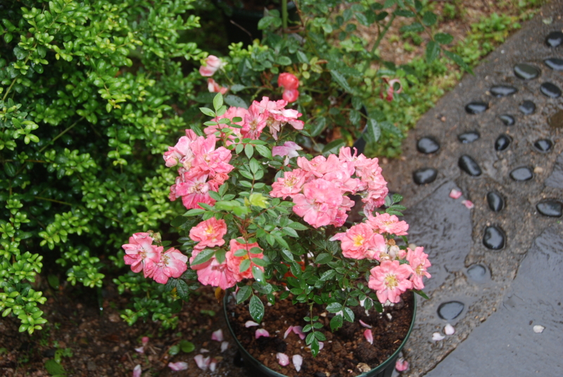 f:id:rotling:20120525113629j:image