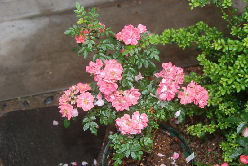 f:id:rotling:20120525113633j:image