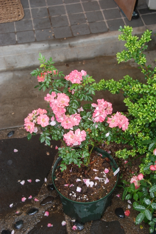 f:id:rotling:20120525113635j:image
