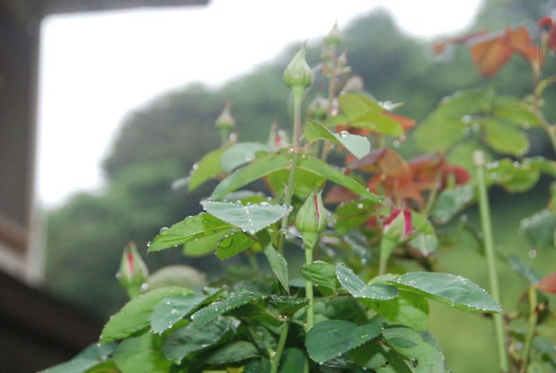 f:id:rotling:20120525113859j:image