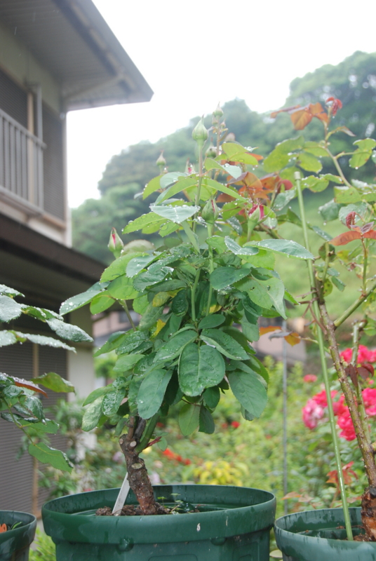f:id:rotling:20120525113901j:image