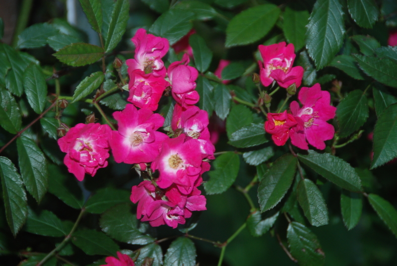 f:id:rotling:20120525182427j:image